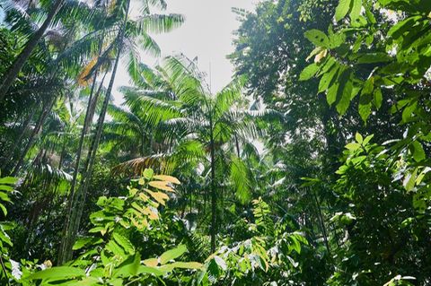 Blick auf tropische Bäume, die wichtige Kohlenstoffspeicher sind