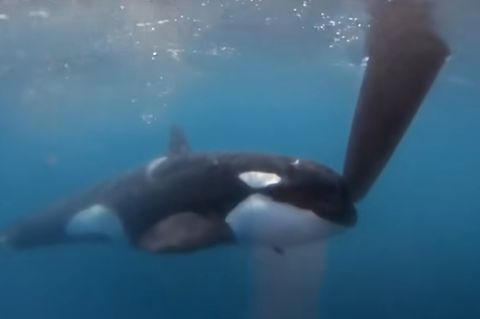 Ein Orca inspiziert das Ruder einer niederländischen Rennyacht