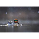 Youth Honorable Mention: James Fatemi