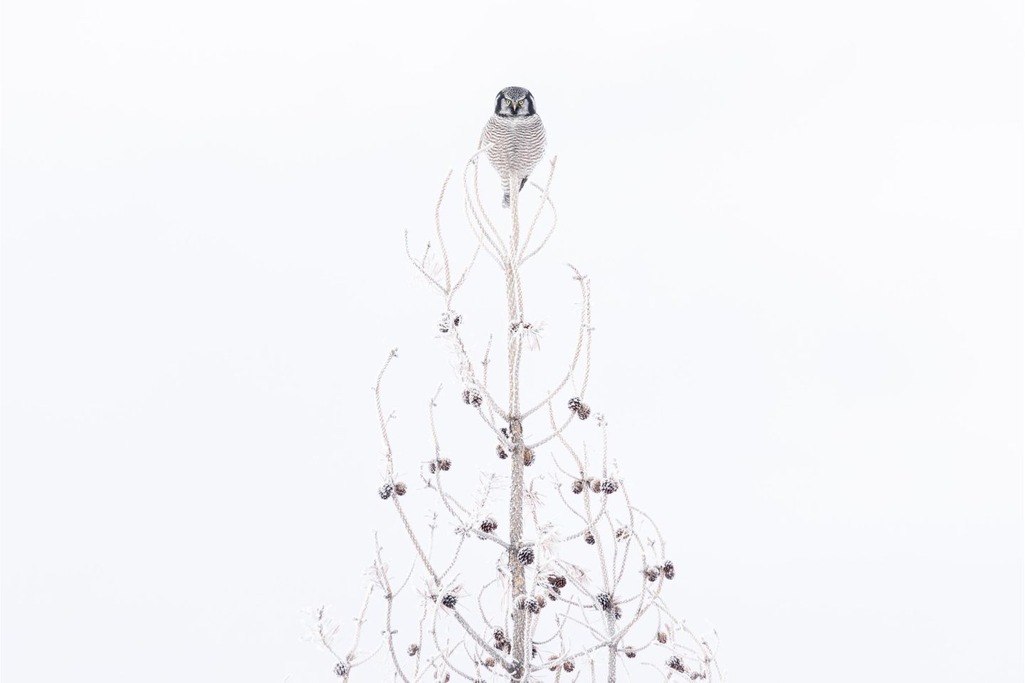 Professional Honorable Mention: Liron Gertsman