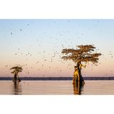 Plants for Birds Honorable Mention: Vicki Santello