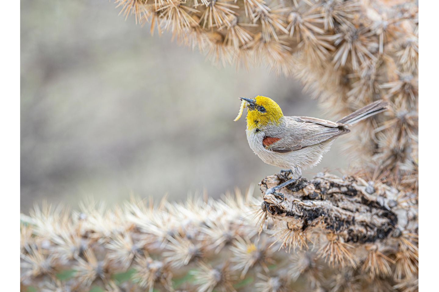 Plants for Birds Award Winner: Linda Scher