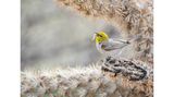 Plants for Birds Award Winner: Linda Scher