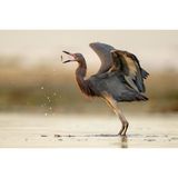 Amateur Honorable Mention: Nathan Arnold