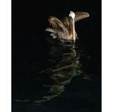 Fisher Prize: Sunil Gopalan