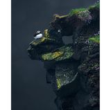 Professional Award Winner: Shane Kalyn