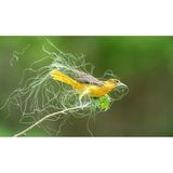 Female Bird Prize: Sandra M. Rothenberg