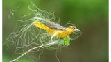 Female Bird Prize: Sandra M. Rothenberg