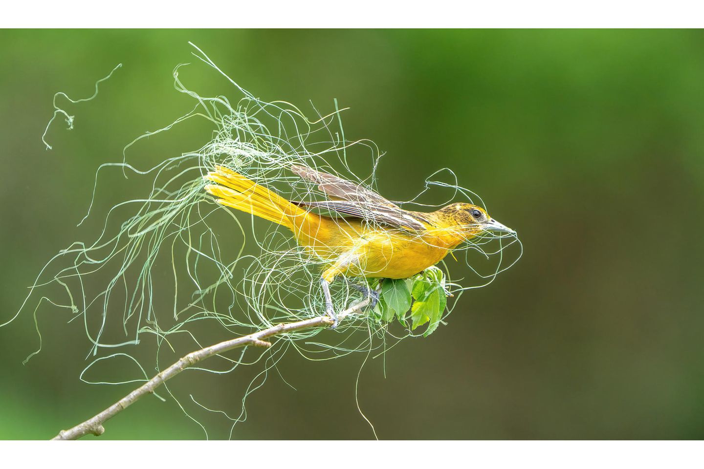 Female Bird Prize: Sandra M. Rothenberg