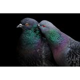 Grand Prize Winner: Liron Gertsman