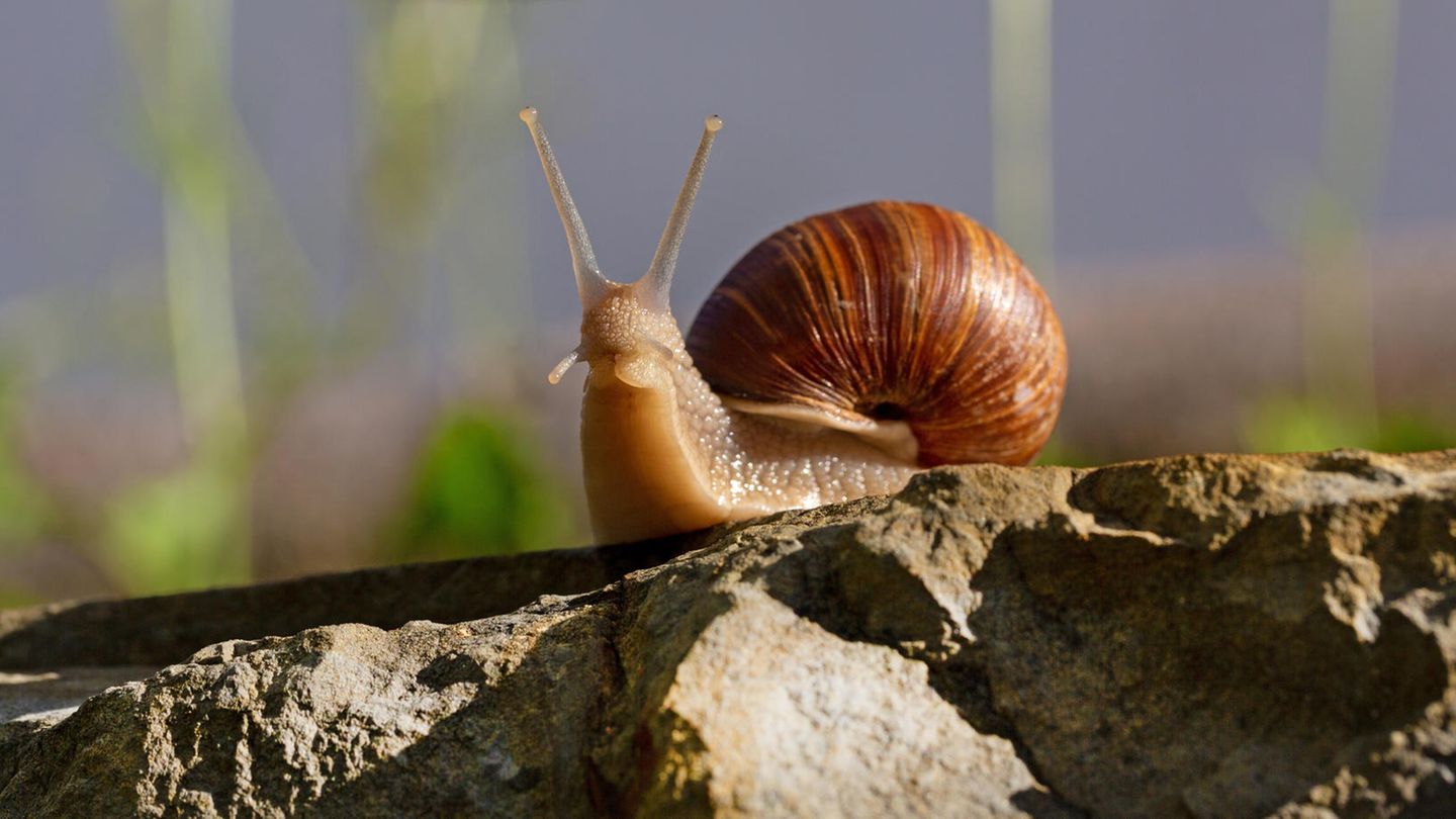 Weinbergschnecke als große Schnecken-Art