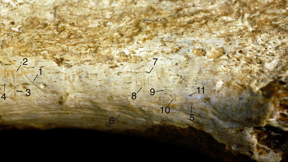 Vergrößerte Ansicht des Schienbeins, auf dem Schnittspuren zu sehen sind