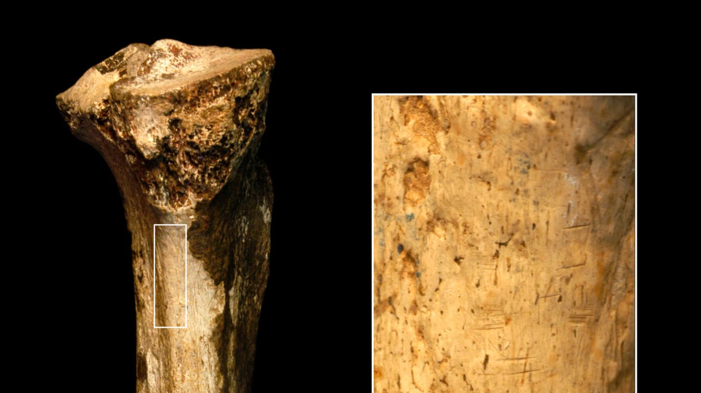 Ansicht eines Schienbeins eines Homininen