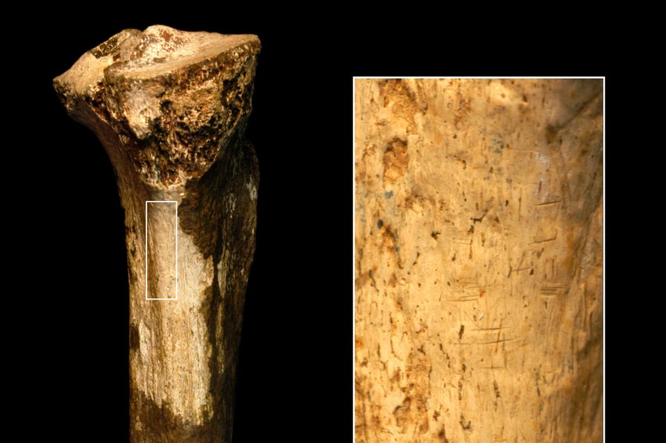 Ansicht eines Schienbeins eines Homininen