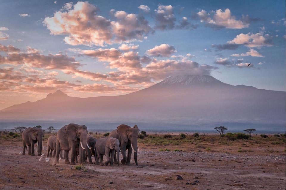 In Elefantengruppen geben ältere Tiere ihr Wissen an den Nachwuchs weiter: wo sich die nächste Wasserstelle befindet – und welche Gefahren auf dem Marsch dorthin drohen