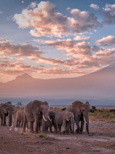 In Elefantengruppen geben ältere Tiere ihr Wissen an den Nachwuchs weiter: wo sich die nächste Wasserstelle befindet – und welche Gefahren auf dem Marsch dorthin drohen