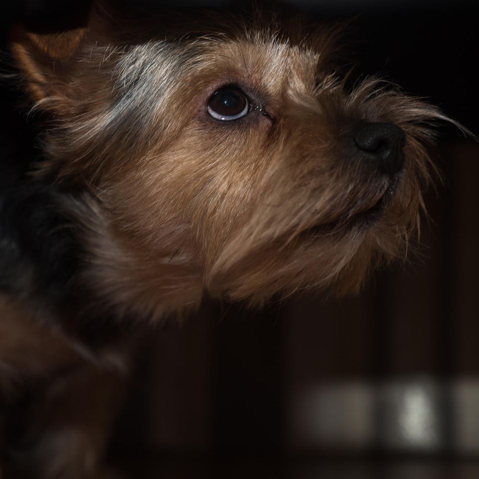 Hund hat Angst und blickt nach oben