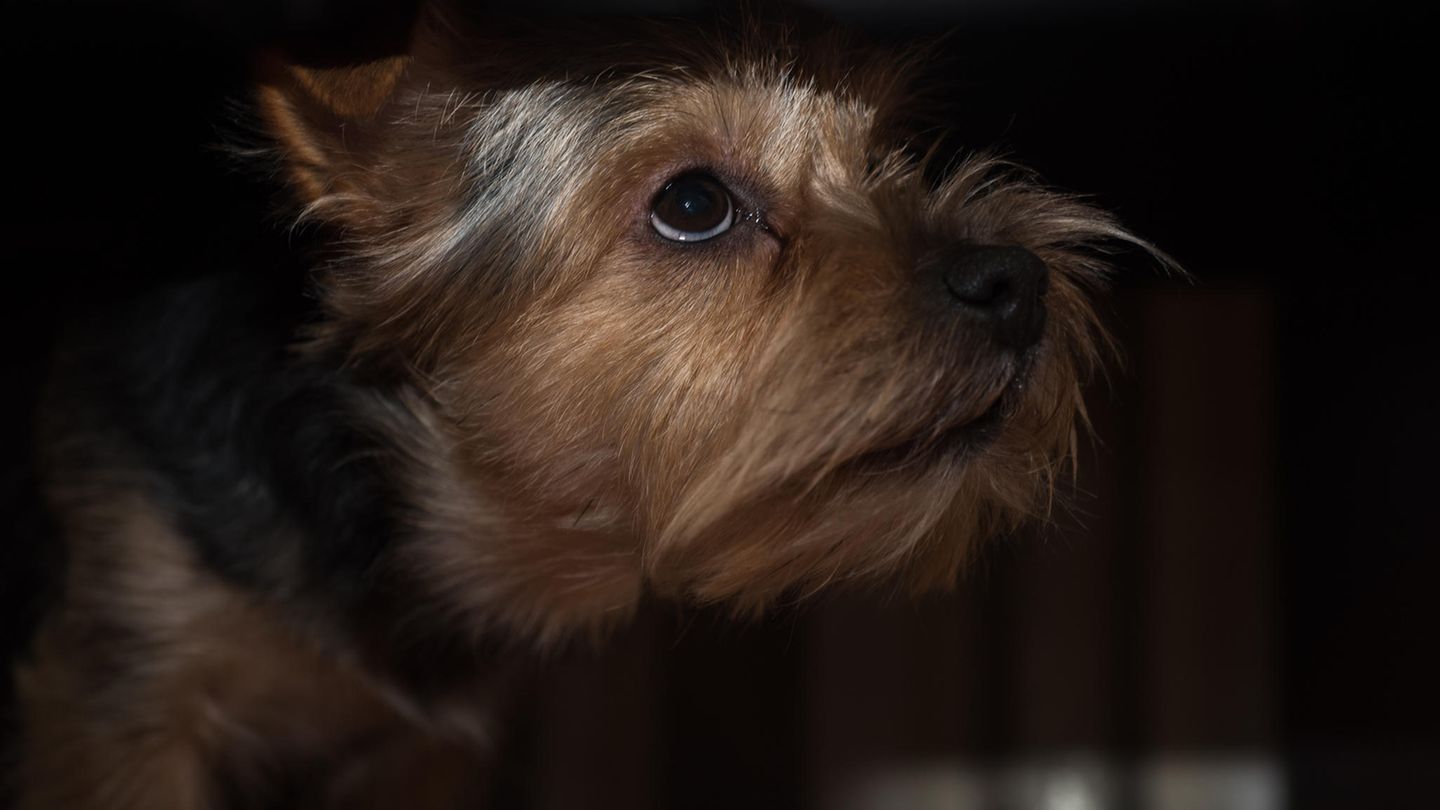 Hund hat Angst und blickt nach oben