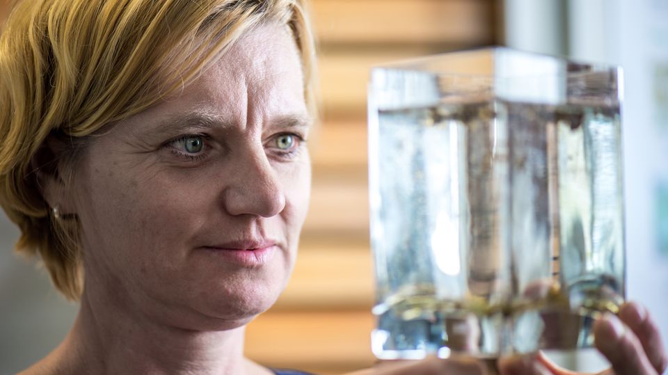 Biologin und Mücken-Expertin Doreen Werner betrachtet Mücken-Larven Biologin und Mücken-Expertin Doreen Werner betrachtet Mücken-Larven