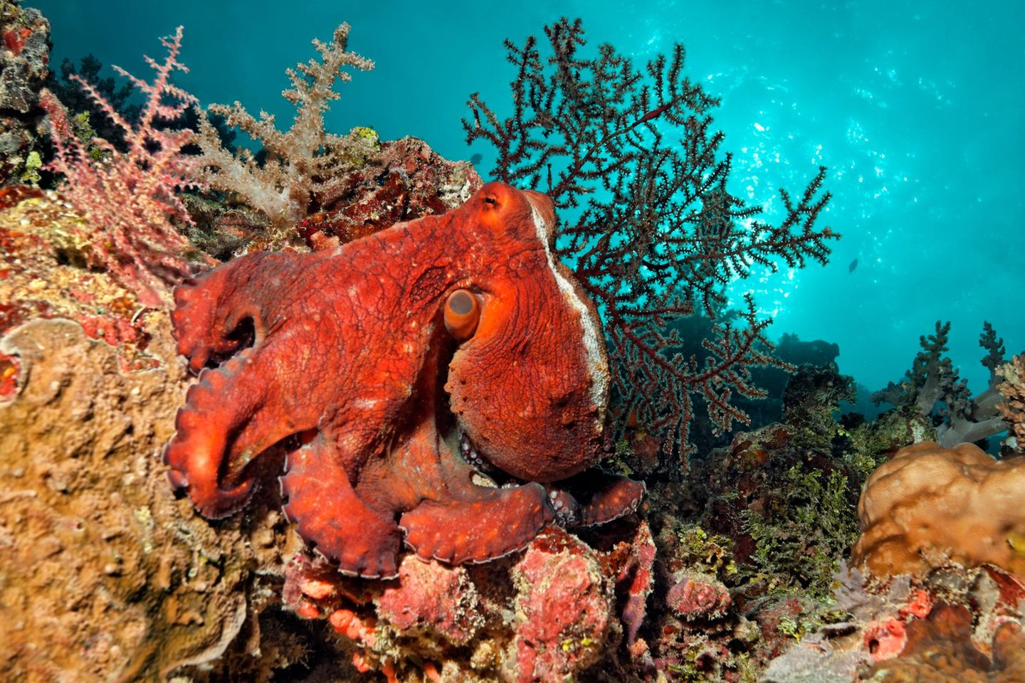 Oktopus am Great Barrier Reef
