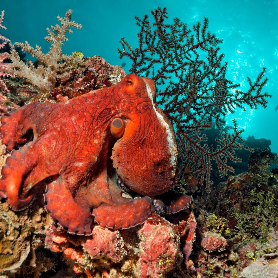 Oktopus am Great Barrier Reef
