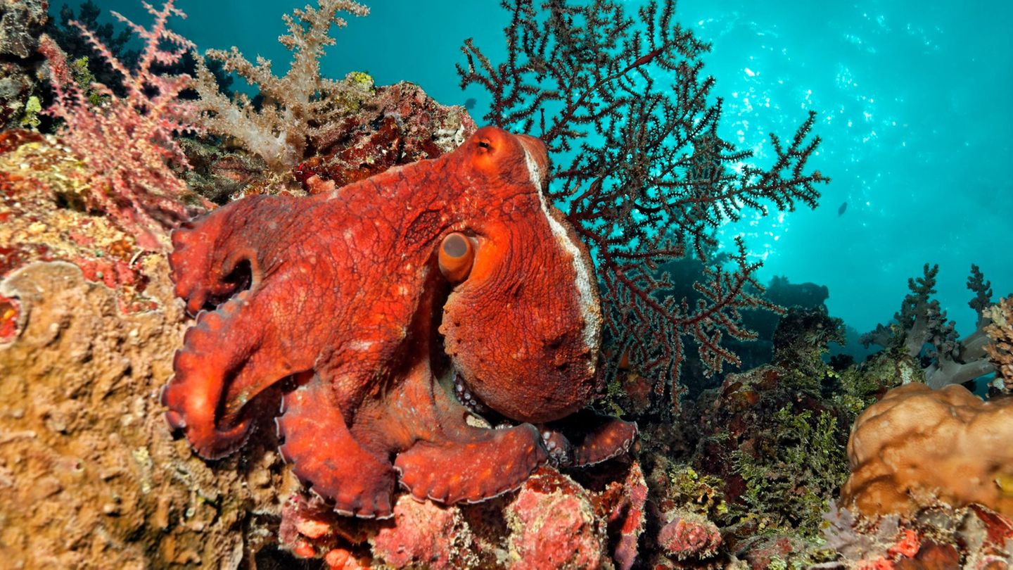Oktopus am Great Barrier Reef