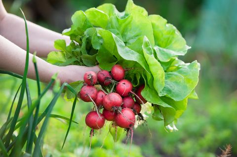 Aus dem Garten gibt es zur Jahreshälfte reichlich zu Naschen. Der wichtigste Tipp zur Gartenarbeit im Juli lautet daher: Ernten und genießen