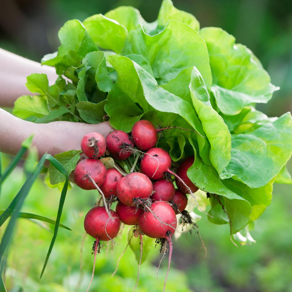 Aus dem Garten gibt es zur Jahreshälfte reichlich zu Naschen. Der wichtigste Tipp zur Gartenarbeit im Juli lautet daher: Ernten und genießen