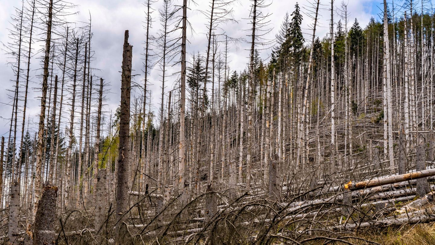 Abgestorbene und kahle Bäume