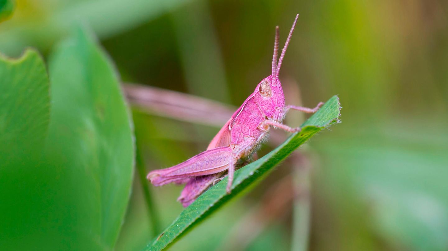Rosa Hüpfer fallen im grünen Gras auf. Auch ihren Fressfeinden, darunter Vögeln