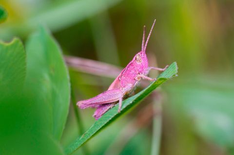 Rosa Hüpfer fallen im grünen Gras auf. Auch ihren Fressfeinden, darunter Vögeln