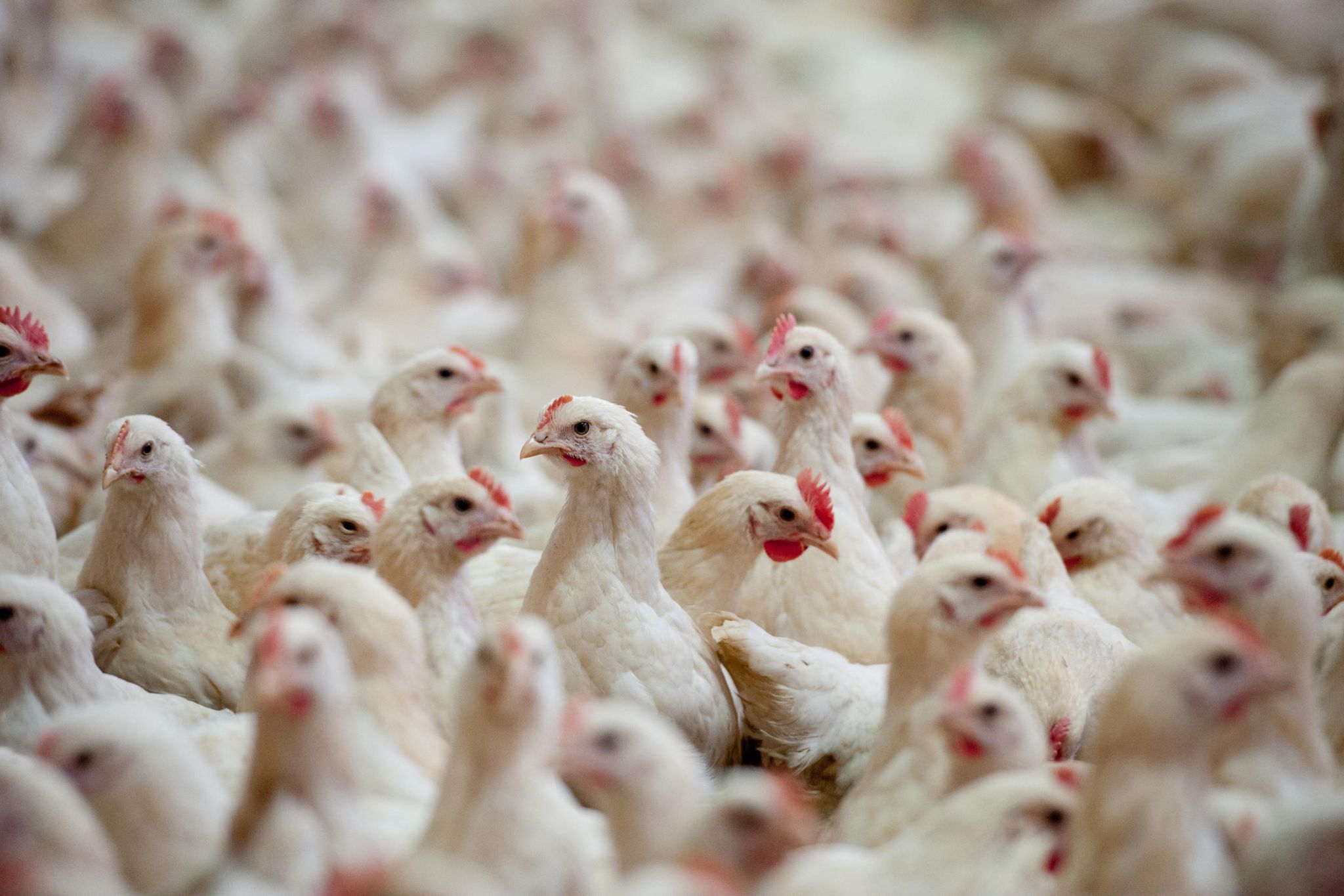Landwirt aus Dielingen stattet sein Huhn mit Warnweste
