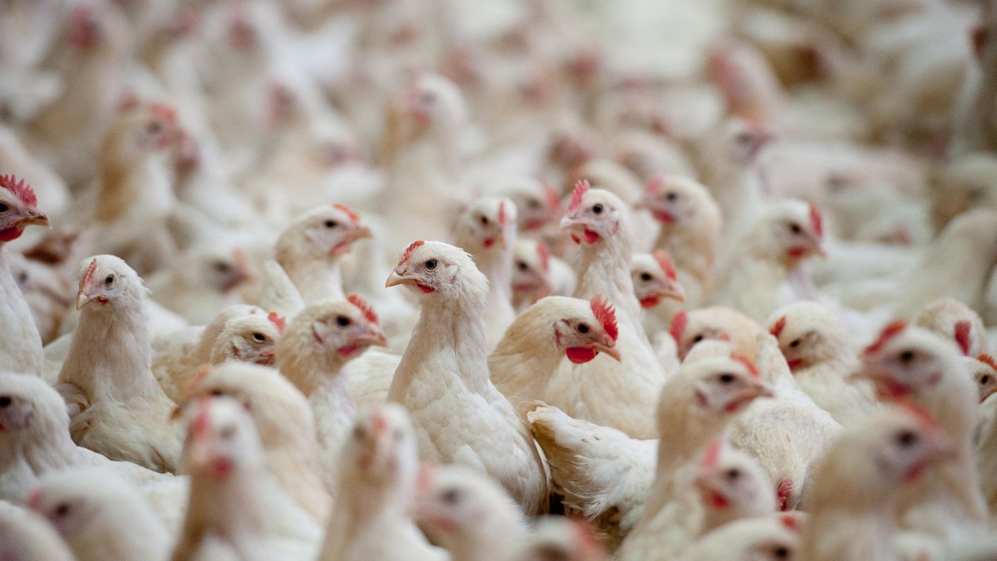 So genannte "Bruderhähne" fristen – ohne ihre Schwestern oder Eltern – ihr kurzes Leben meist in drangvoller Enge