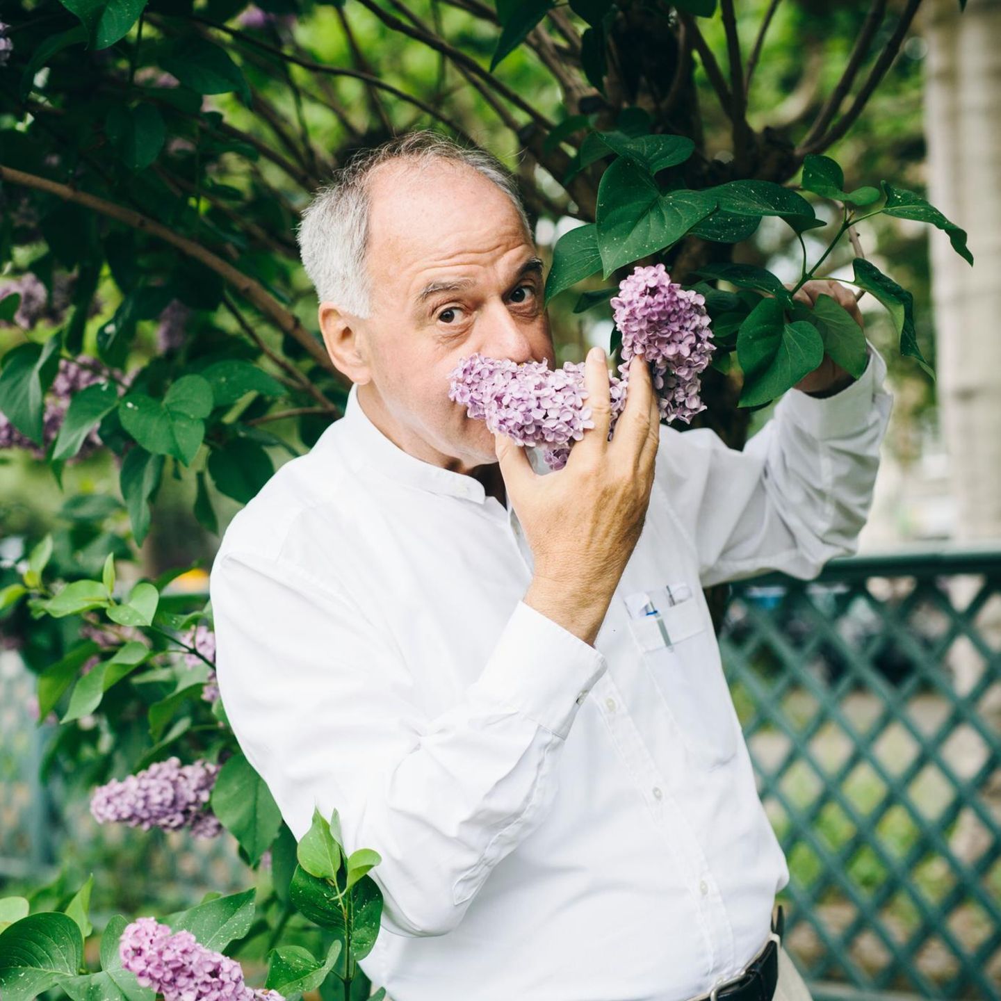 Älterer Mann mit grauen Haaren im weißen Hemd riecht an den lilafarbenen Blüten eines Fliederstrauchs