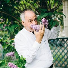 Älterer Mann mit grauen Haaren im weißen Hemd riecht an den lilafarbenen Blüten eines Fliederstrauchs
