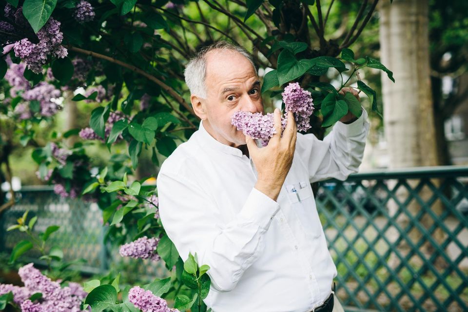 Älterer Mann mit grauen Haaren im weißen Hemd riecht an den lilafarbenen Blüten eines Fliederstrauchs