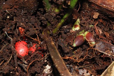 Rote und grüne Früchte der Pflanze «Pinanga subterranea»