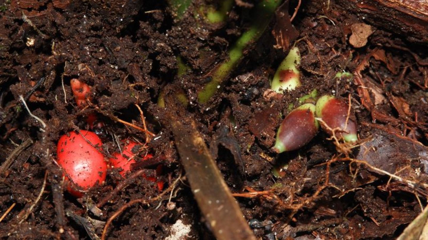 Rote und grüne Früchte der Pflanze «Pinanga subterranea»
