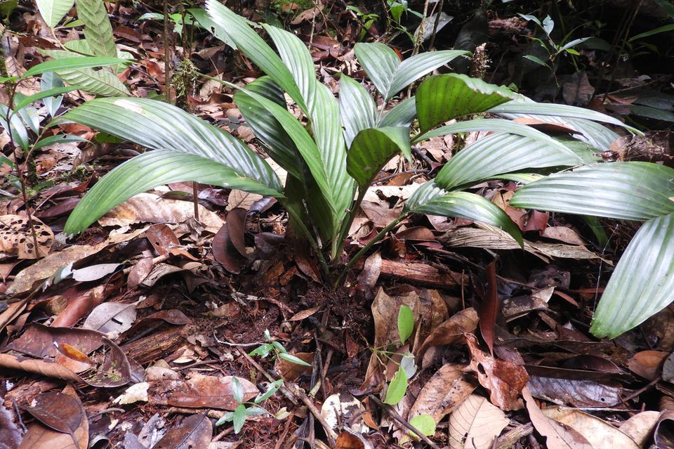 Bild der Palmenpflanze «Pinanga subterranea»