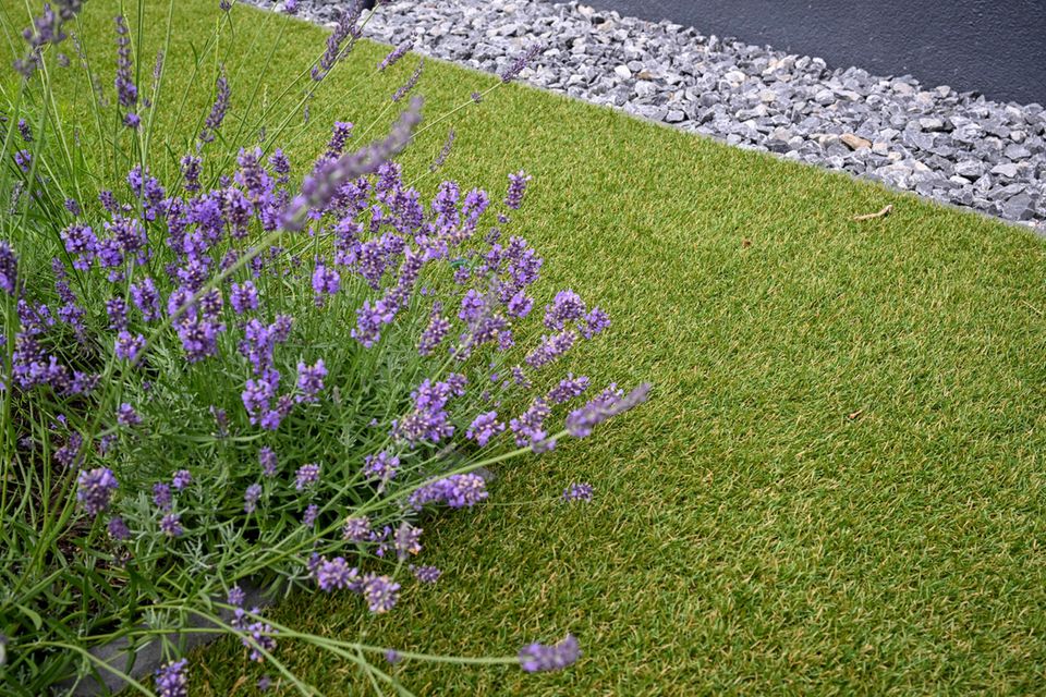 Eine echte Lavendelpflanze wächst in einer Fläche aus Kunstrasen in einem Garten
