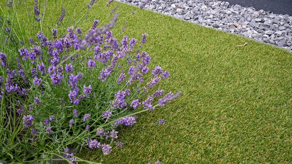 Eine echte Lavendelpflanze wächst in einer Fläche aus Kunstrasen in einem Garten