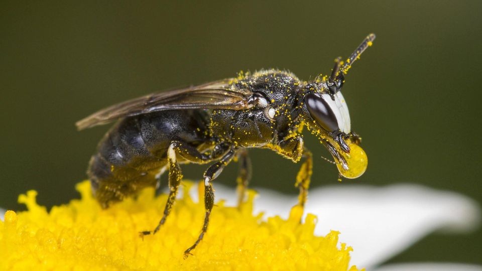 Rainfarn-Maskenbiene