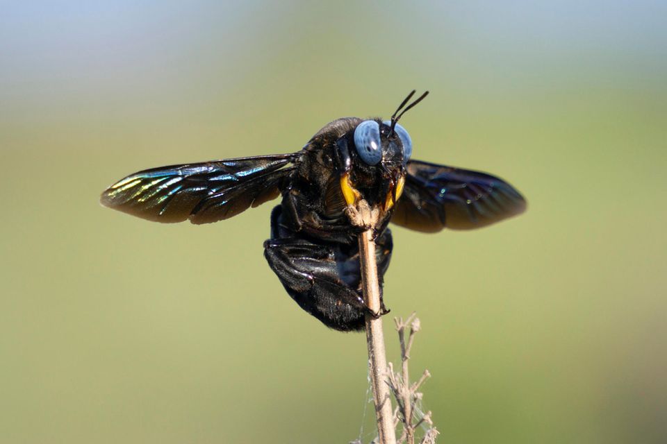 Bienenarten in Deutschland Hier summt's! [GEO]