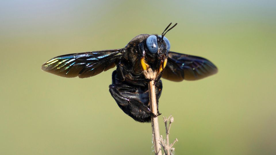 Die Große Holzbiene zählt zu den Bienenarten in Deutschland