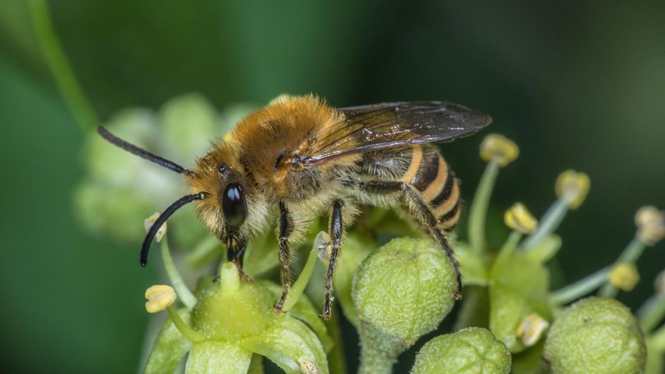 Efeu-Seidenbiene (Colletes hederae)