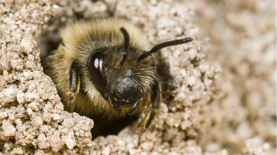 Frühlings-Seidenbiene im Nest im Sand
