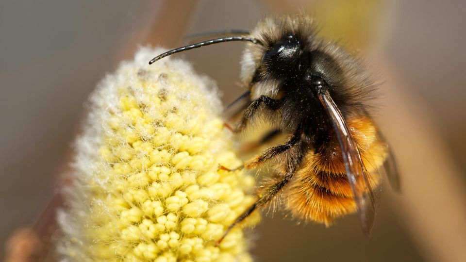Gehörnte Mauerbiene am Weidenkätzchen