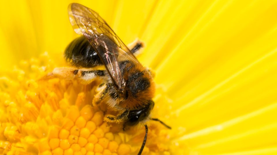 Gemeine Pelzbiene beim Nektar sammeln in einer gelben Blüte