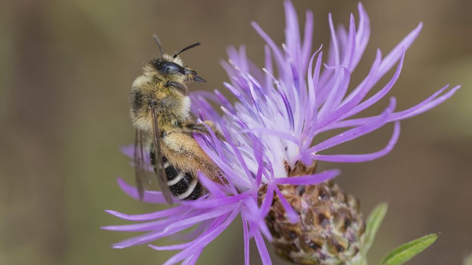 Hosenbiene Weibchen, Dasypoda hirtipes