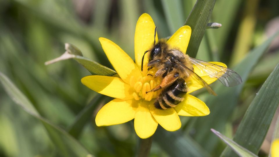 Die Gemeine Sandbiene ähnelt stark der Honigbiene